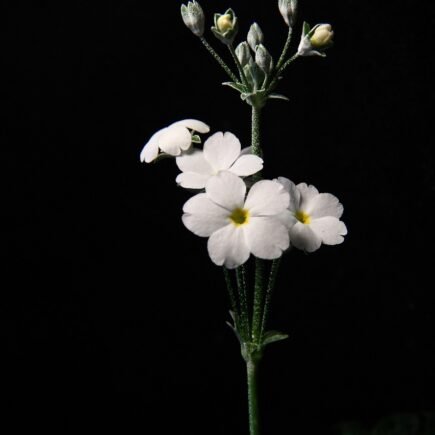 white flowers, flowers, flower background