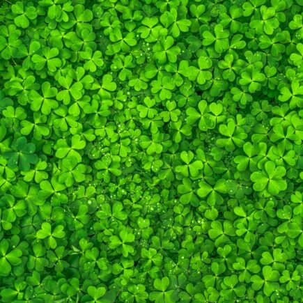 Vibrant overhead image of fresh green clover leaves, symbolizing luck and nature.