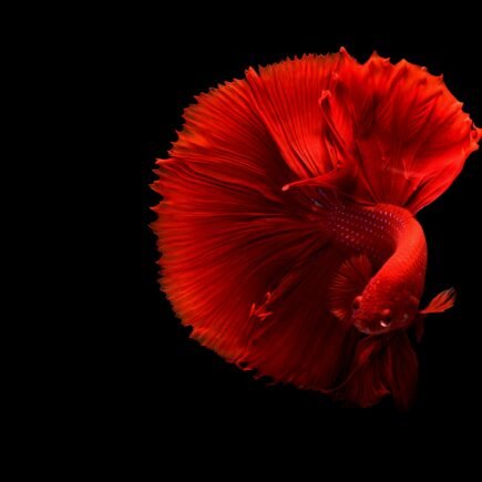 Stunning red Siamese fighting fish with flowing fins on a black background.